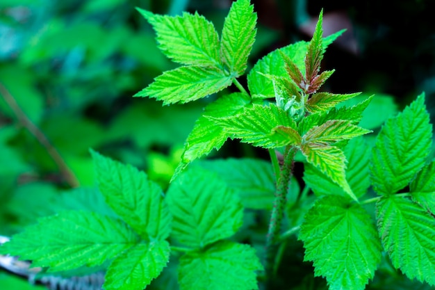 Foglie verdi del lampone di freschezza nella stagione primaverile