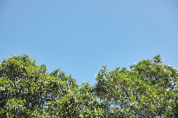 Foglie verdi dell&#39;albero contro il cielo con lo spazio della copia. Natura sfondo astratto.