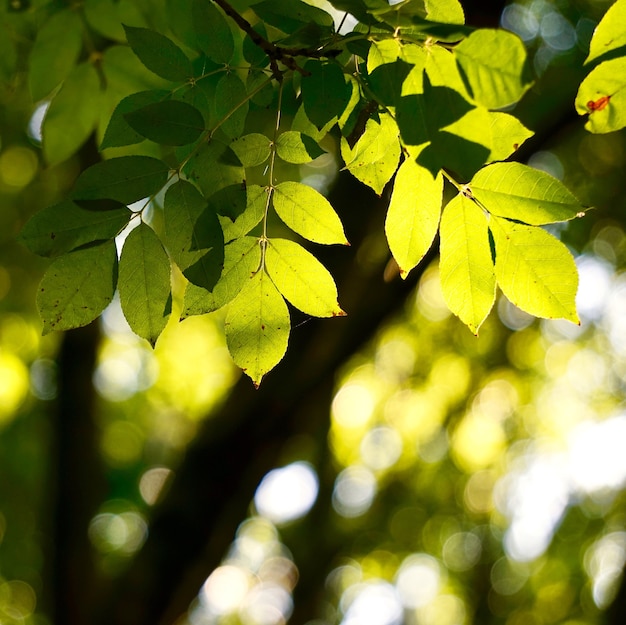 Foglie verdi dell'albero nella stagione autunnale