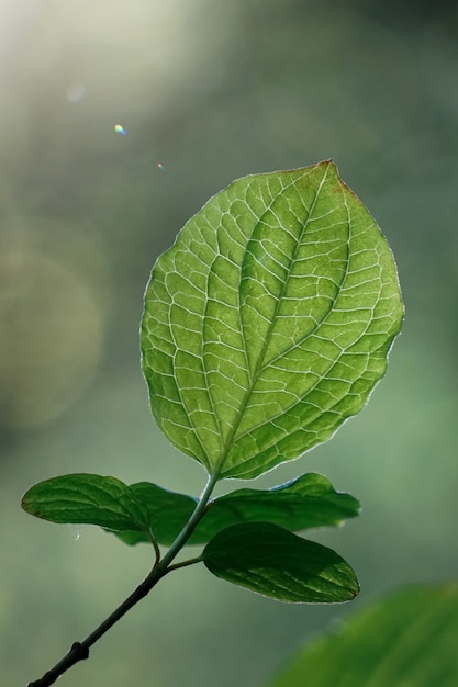 Foglie verdi dell'albero nella stagione primaverile sfondo verde