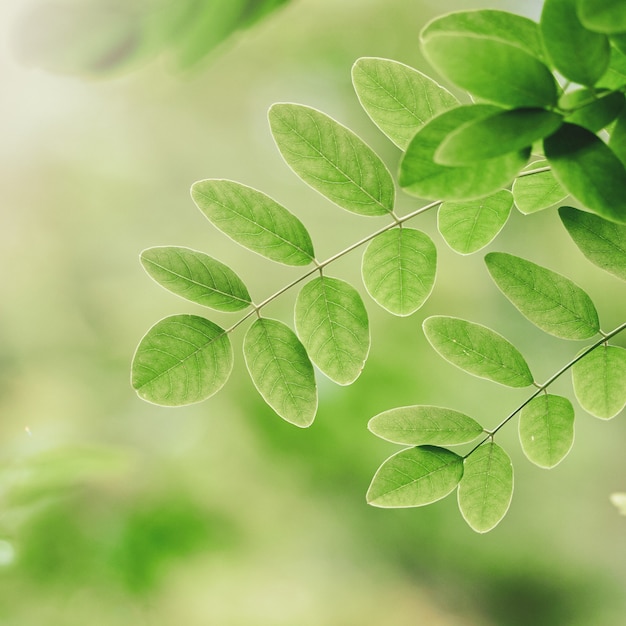 Foglie verdi dell'albero nella stagione primaverile sfondo verde