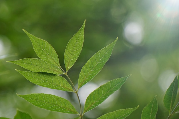 Foglie verdi dell'albero strutturate e luce solare nella natura