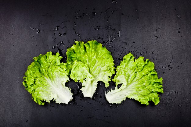 Foglie verdi dell&#39;insalata della lattuga organica su fondo nero.