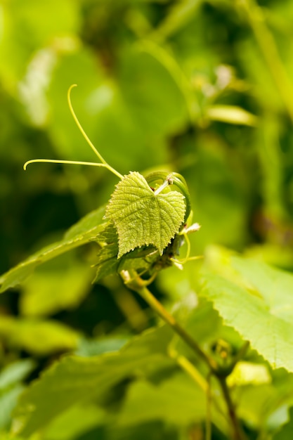 Foglie verdi dell'uva nella stagione primaverile