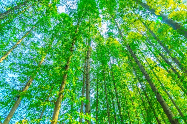 Foglie verdi della foresta