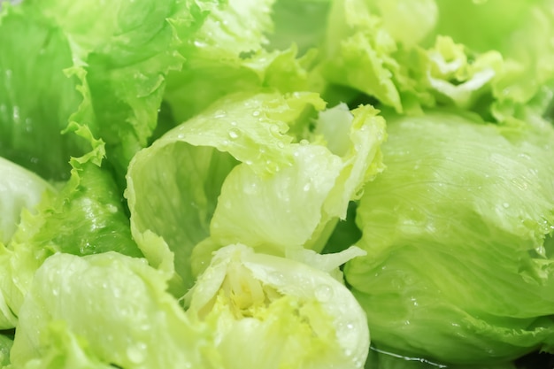 Foglie verdi della lattuga con le gocce di acqua