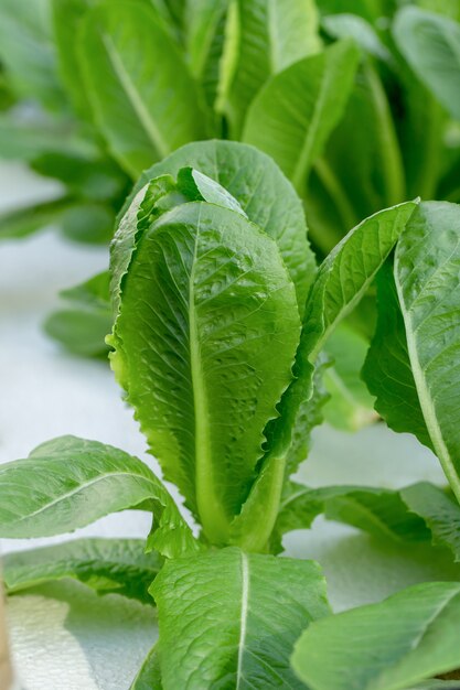 Foglie verdi della lattuga romana, azienda agricola di verdure idroponica delle insalate