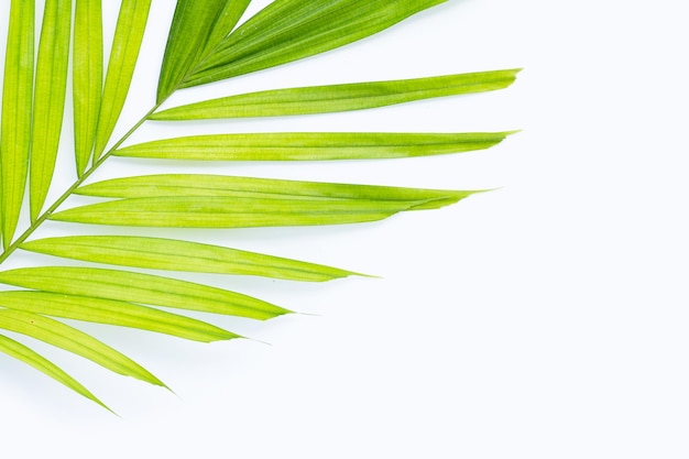 Foglie verdi della palma su fondo bianco