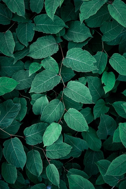 foglie verdi della pianta del poligono giapponese nella priorità bassa verde di primavera