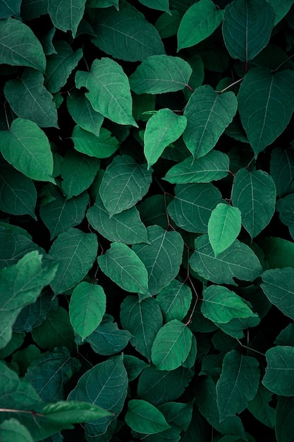 foglie verdi della pianta del poligono giapponese nella priorità bassa verde di primavera
