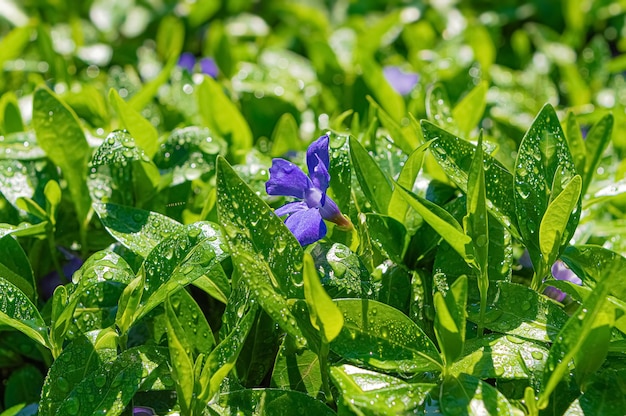 Foglie verdi della pianta di Vinca con fiori viola dopo la pioggia sotto la luce del sole.