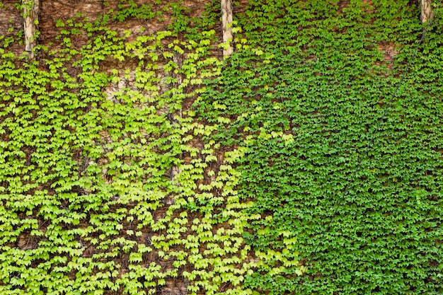 Foglie verdi della primavera