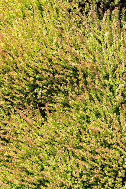 Foglie verdi della stagione primaverile