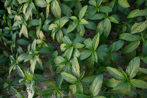 Foglie verdi della vista dall'alto della pianta di iuta nel giardino Sfondo naturale e consistenza