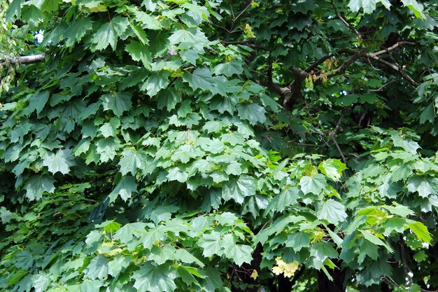 foglie verdi di acero sull'albero