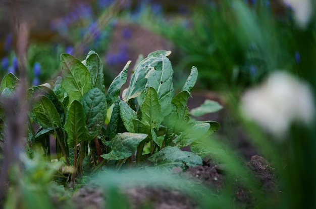 Foglie verdi di acetosa in giardino in una giornata di primavera