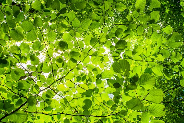 Foglie verdi di alberi da vicino Bellissimo concetto di ecologia di sfondo