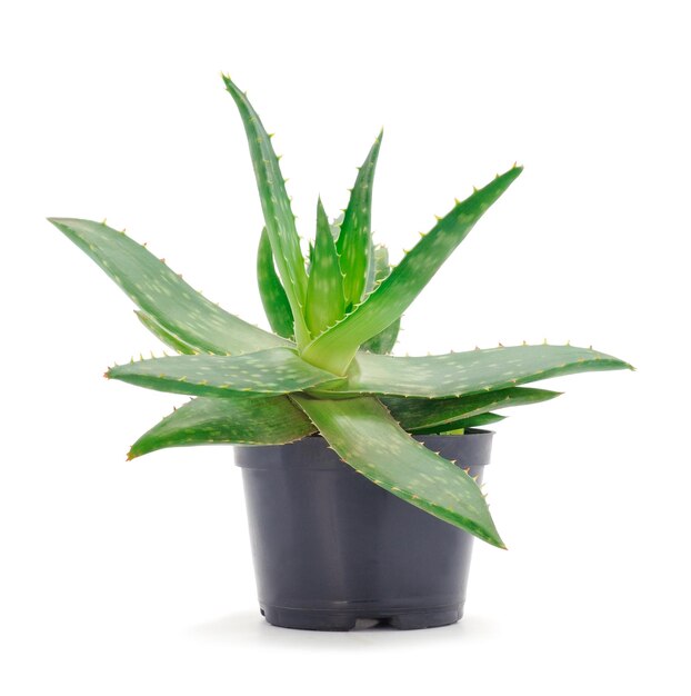 Foglie verdi di aloe in vaso da vicino