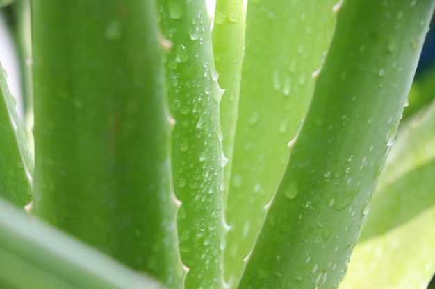 Foglie verdi di Aloevera con freschezza di waterdrops nel fondo della natura