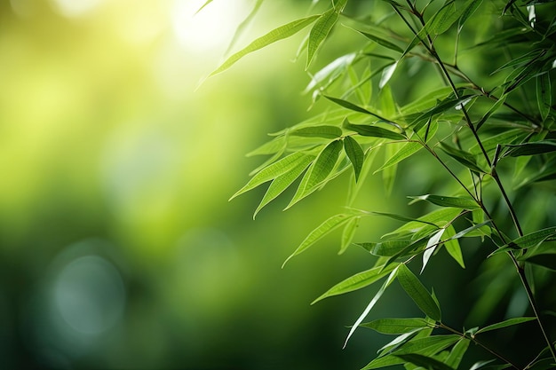 Foglie verdi di bambù e albero di bambù con bokeh sullo sfondo della foresta naturale