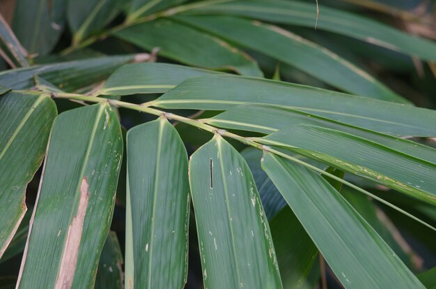 Foglie verdi di bambù su fondo