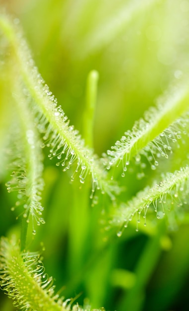 Foglie verdi di drosera