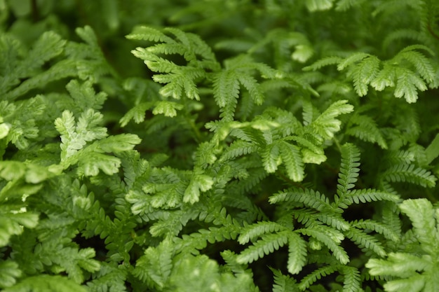 Foglie verdi di felce per lo sfondo della natura