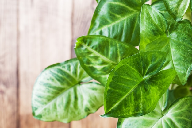 Foglie verdi di ficus su una parete di legno