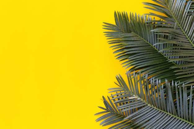 Foglie verdi di freschezza della palma selvaggia su fondo di carta giallo.