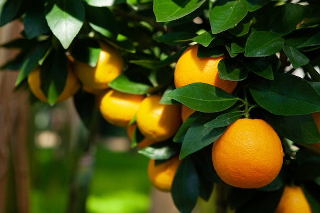 Foglie verdi di frutti dell'arancio del ramo