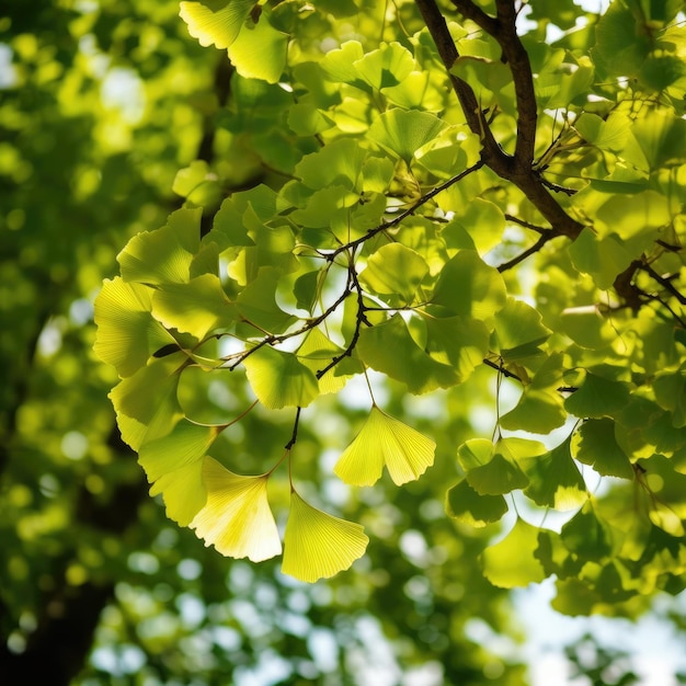 Foglie verdi di ginkgo biloba in natura reale Generative Ai