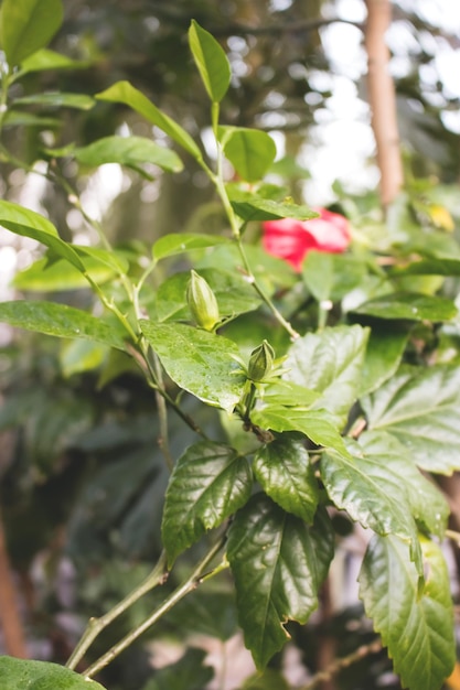 Foglie verdi di hibiskus Composizione tropicale estiva