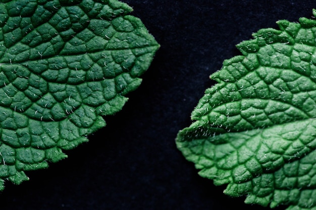 Foglie verdi di menta