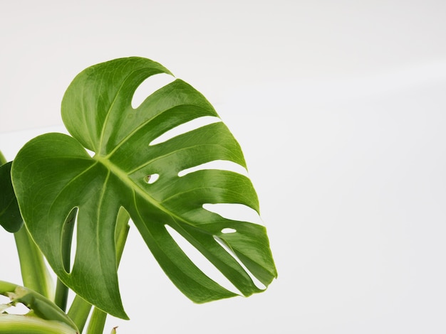 Foglie verdi di monstera su sfondo bianco, copia spazio per il testo.