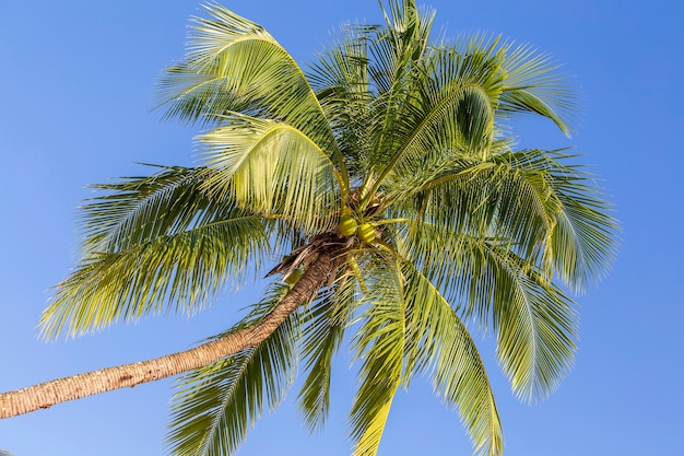 Foglie verdi di palma da cocco contro il cielo blu, Thailandia. Concetto di viaggio nella natura