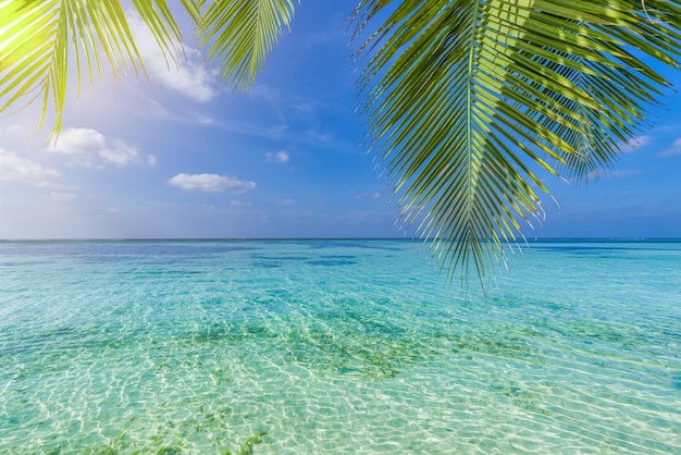 Foglie verdi di palma sulla spiaggia tropicale. Paradiso panoramico vista isola mare laguna, relax