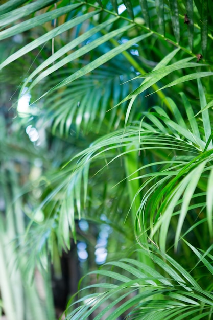 Foglie verdi di palma tropicale per motivi e sfondo della natura, parete strutturata tonica per il testo di input.