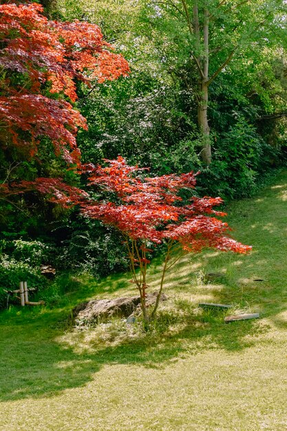 foglie verdi di piante domestiche sul terrario