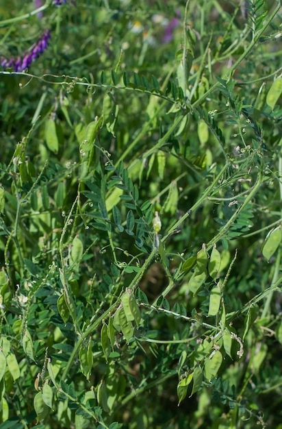 Foglie verdi di piante sullo sfondo del giorno d'estate