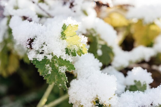 Foglie verdi di prezzemolo coperte di neve mattina d'inverno sullo sfondo del giardino