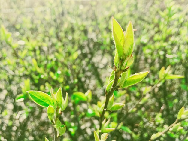 Foglie verdi di primavera nel giardino botanico in una giornata di sole natura e ambiente