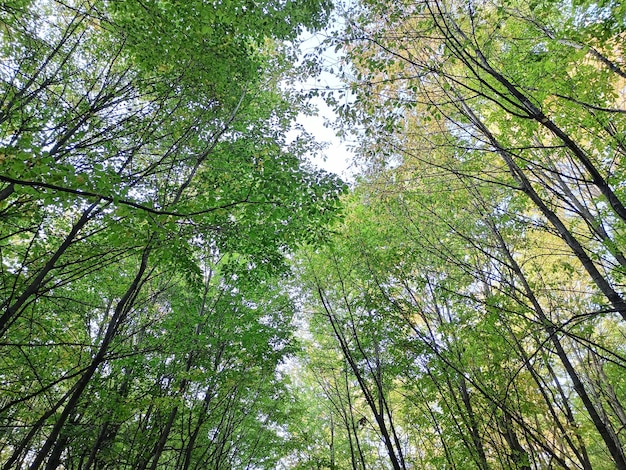 Foglie verdi di primavera nella foresta in cima agli alberi