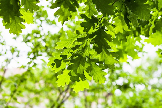 Foglie verdi di quercia nella foresta in estate