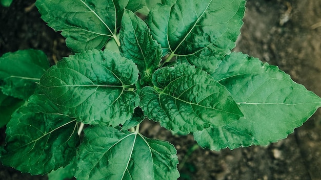 Foglie verdi di un giovane girasole con un attraente pigmento verdastro