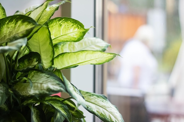 Foglie verdi di una pianta domestica su uno sfondo di finestra