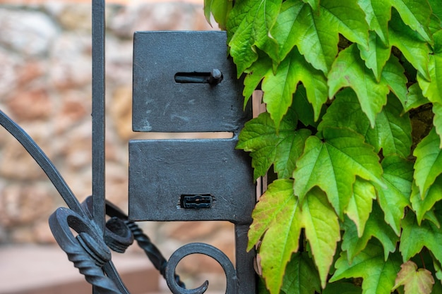 Foglie verdi di una pianta rampicante di uva selvatica intorno a una porta di metallo nero un recinto di vimini contro a