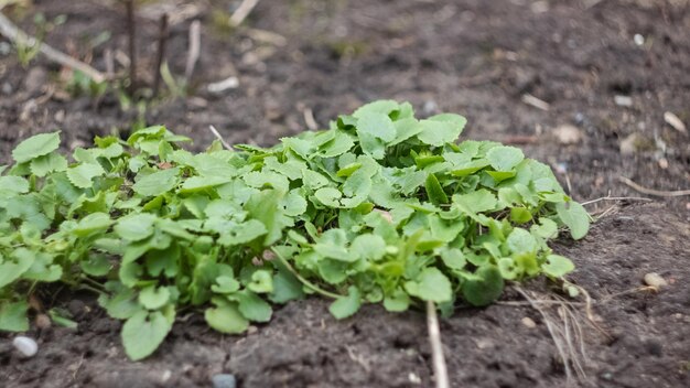 Foglie verdi di una pianta su terra nera