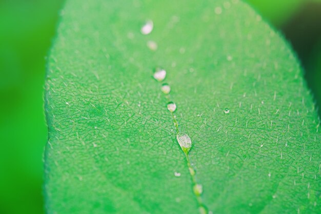 Foglie verdi dopo la pioggia foto macro Gocce d'acqua su un primo piano foglia Sfondo naturale