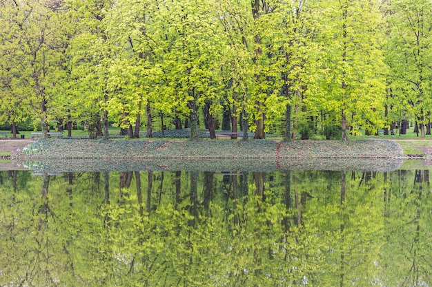 Foglie verdi e alberi al parco