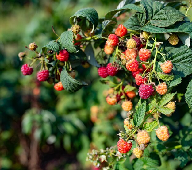 Foglie verdi e bacche mature di lampone maturano nel frutteto